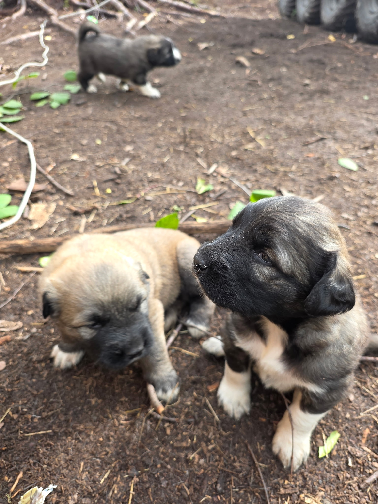Two puppies sitting close together