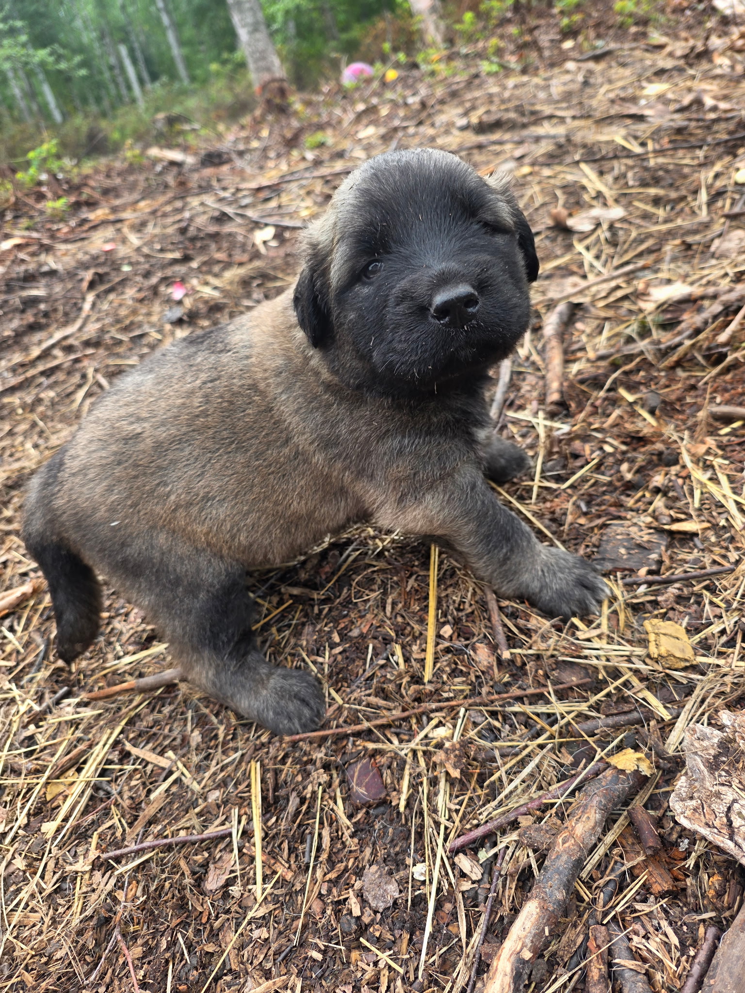 29-day-old puppy sitting outdoors