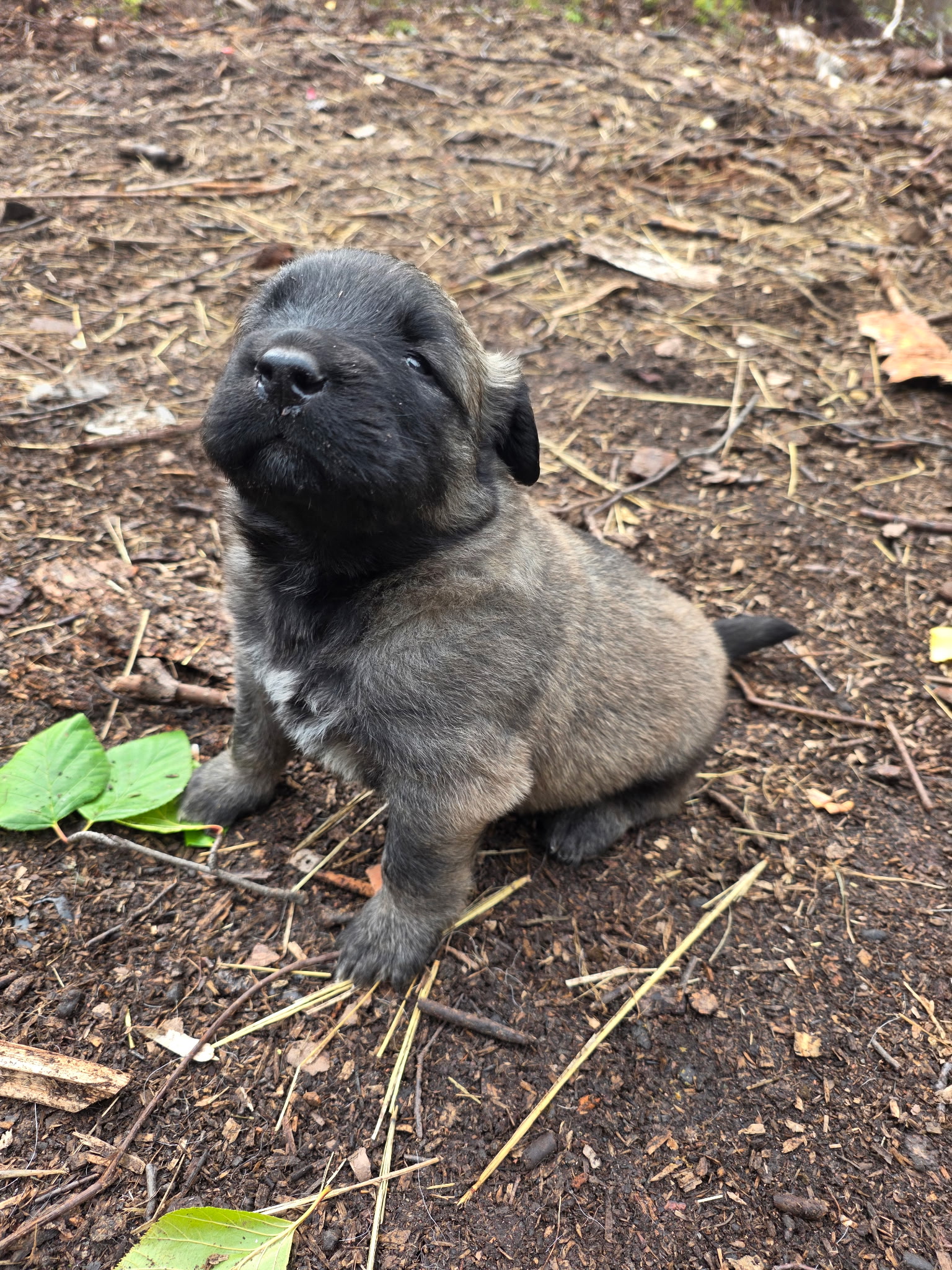 Puppy sitting and looking at the camera