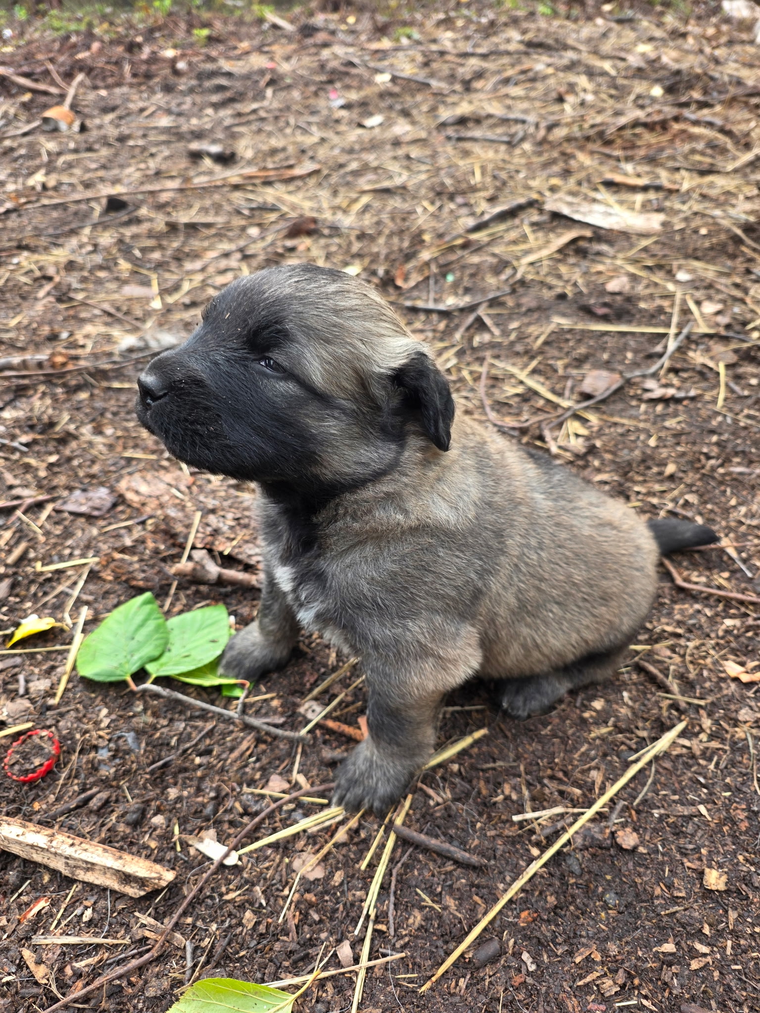 Puppy in profile, sitting on the ground