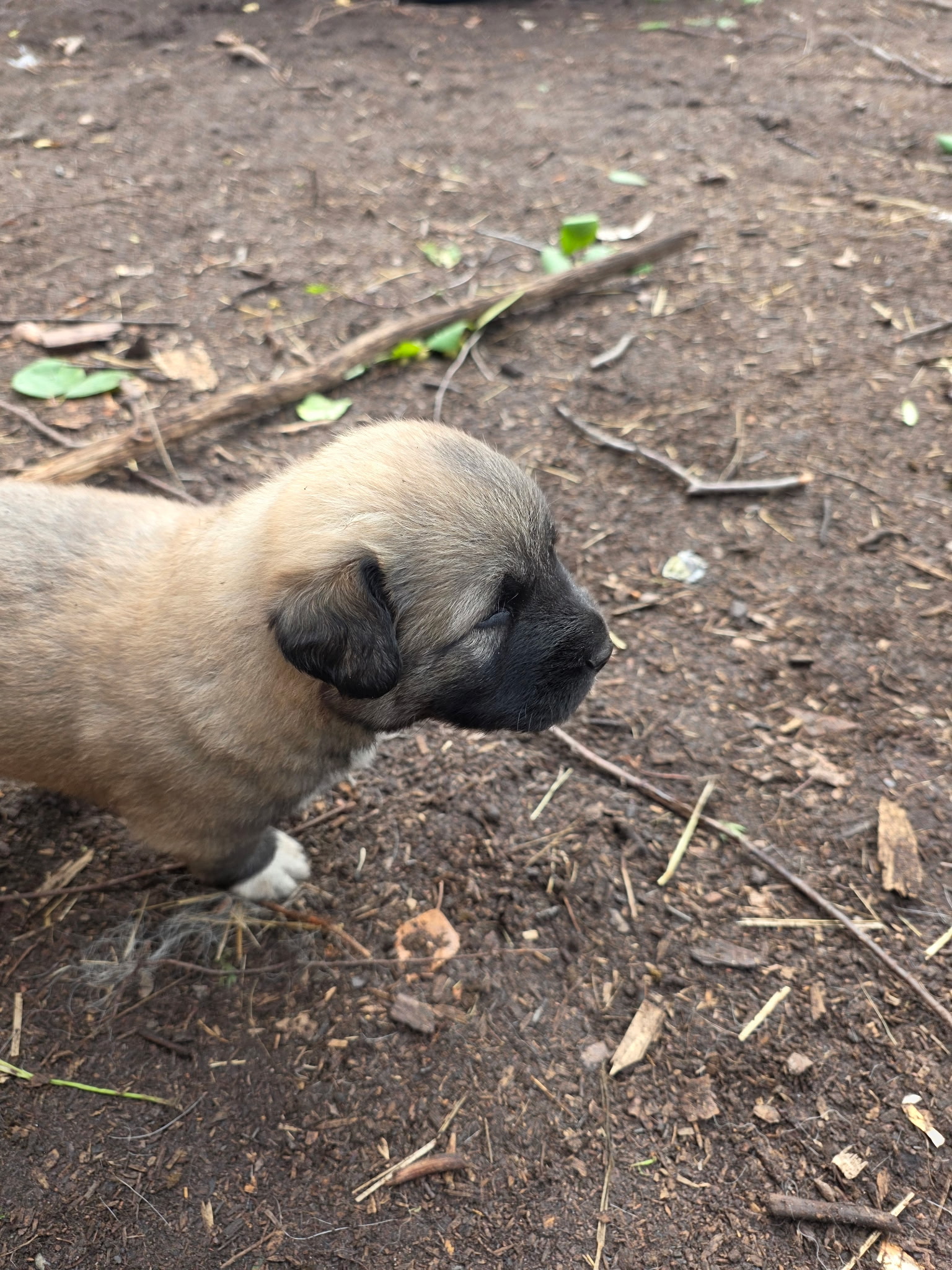 Close-up of a puppy's face and ear
