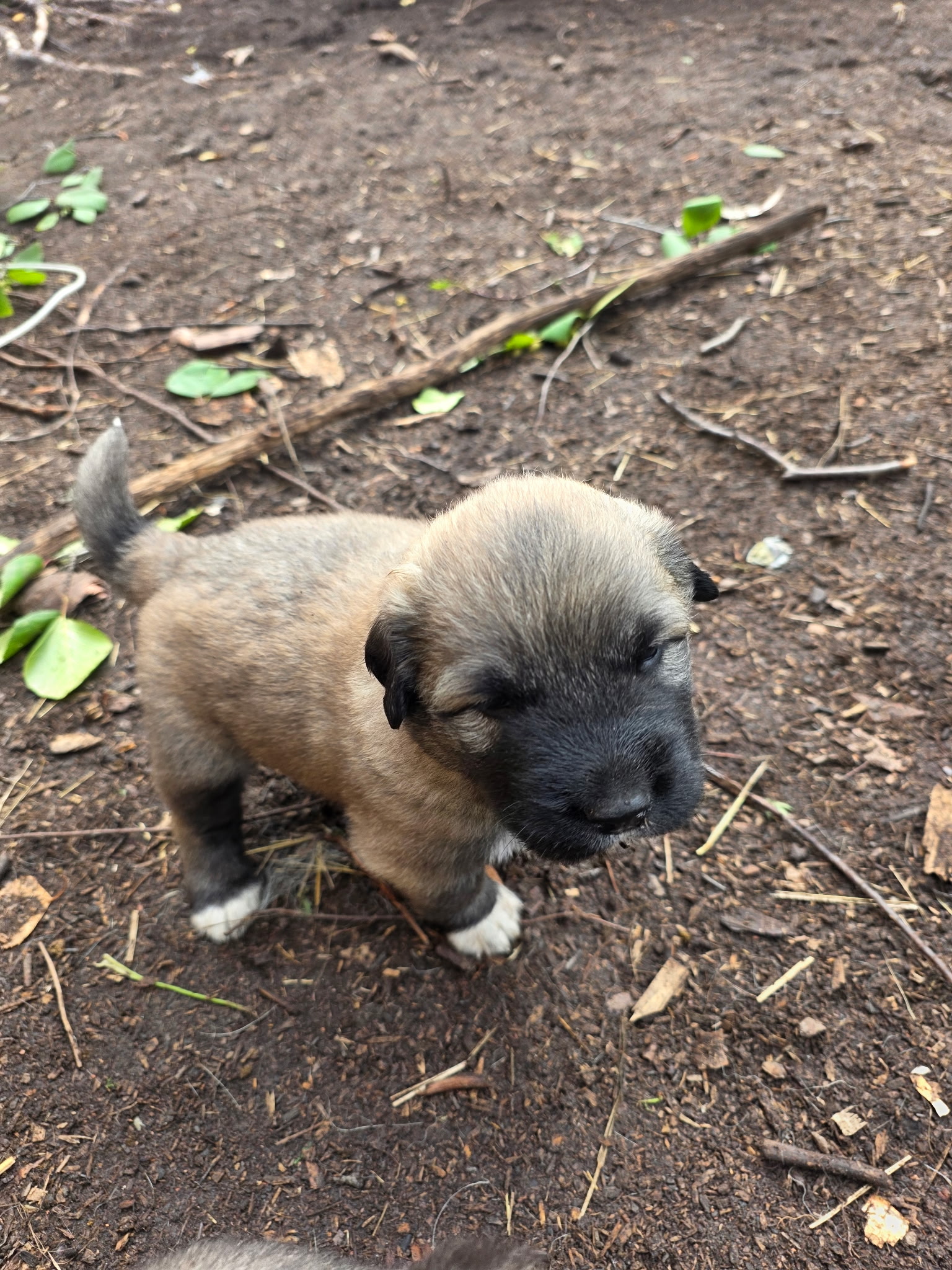 Tan puppy standing and exploring the ground