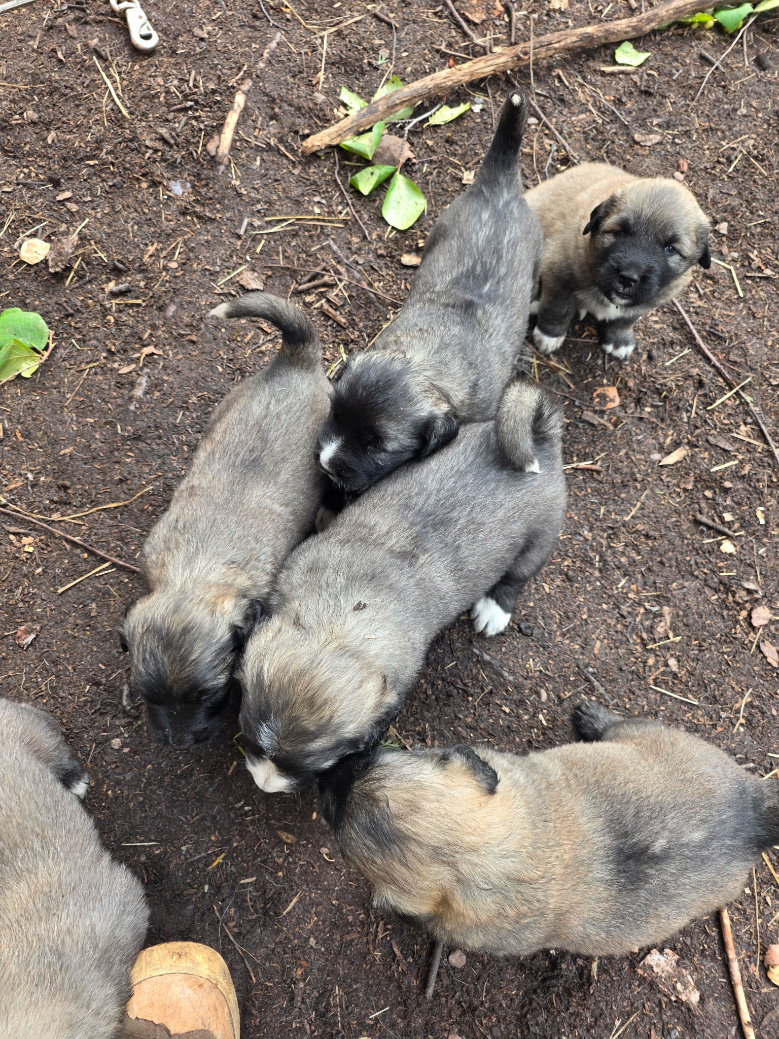 Litter of puppies exploring together outdoors