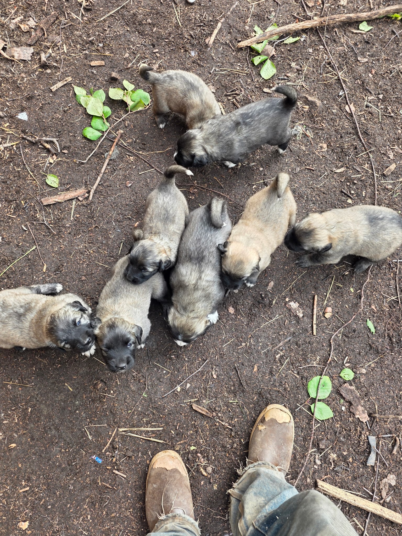 Puppies gathered around during morning chores