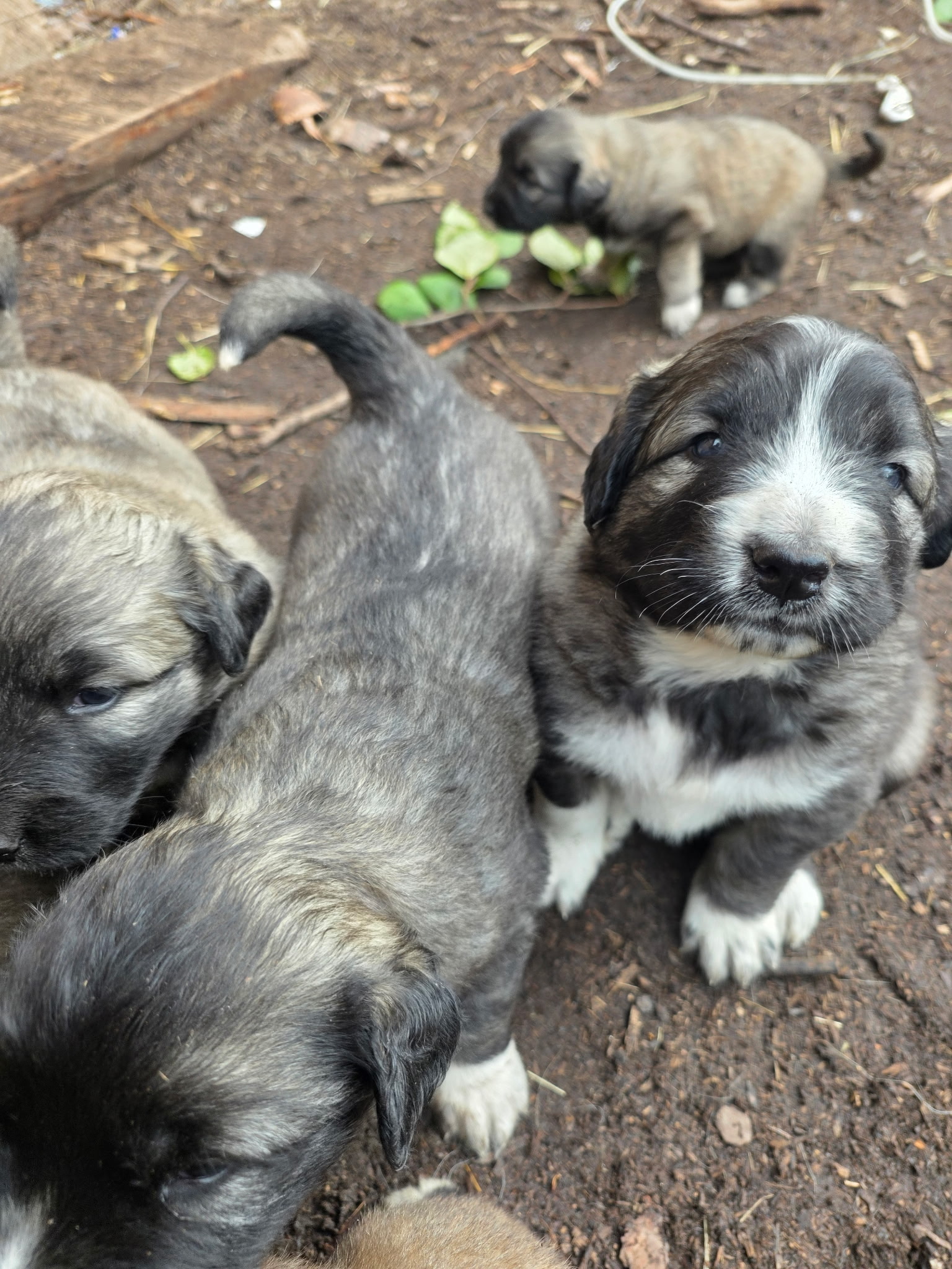 Puppy with a striking black-and-white face