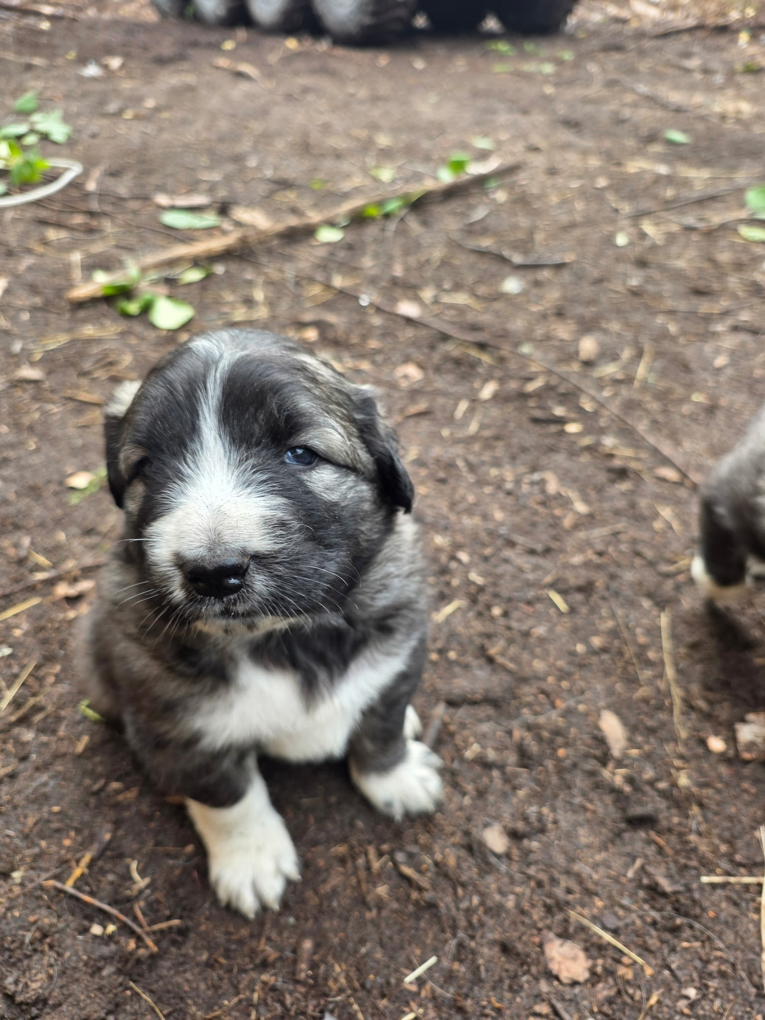 Puppy with a white blaze sitting and looking up