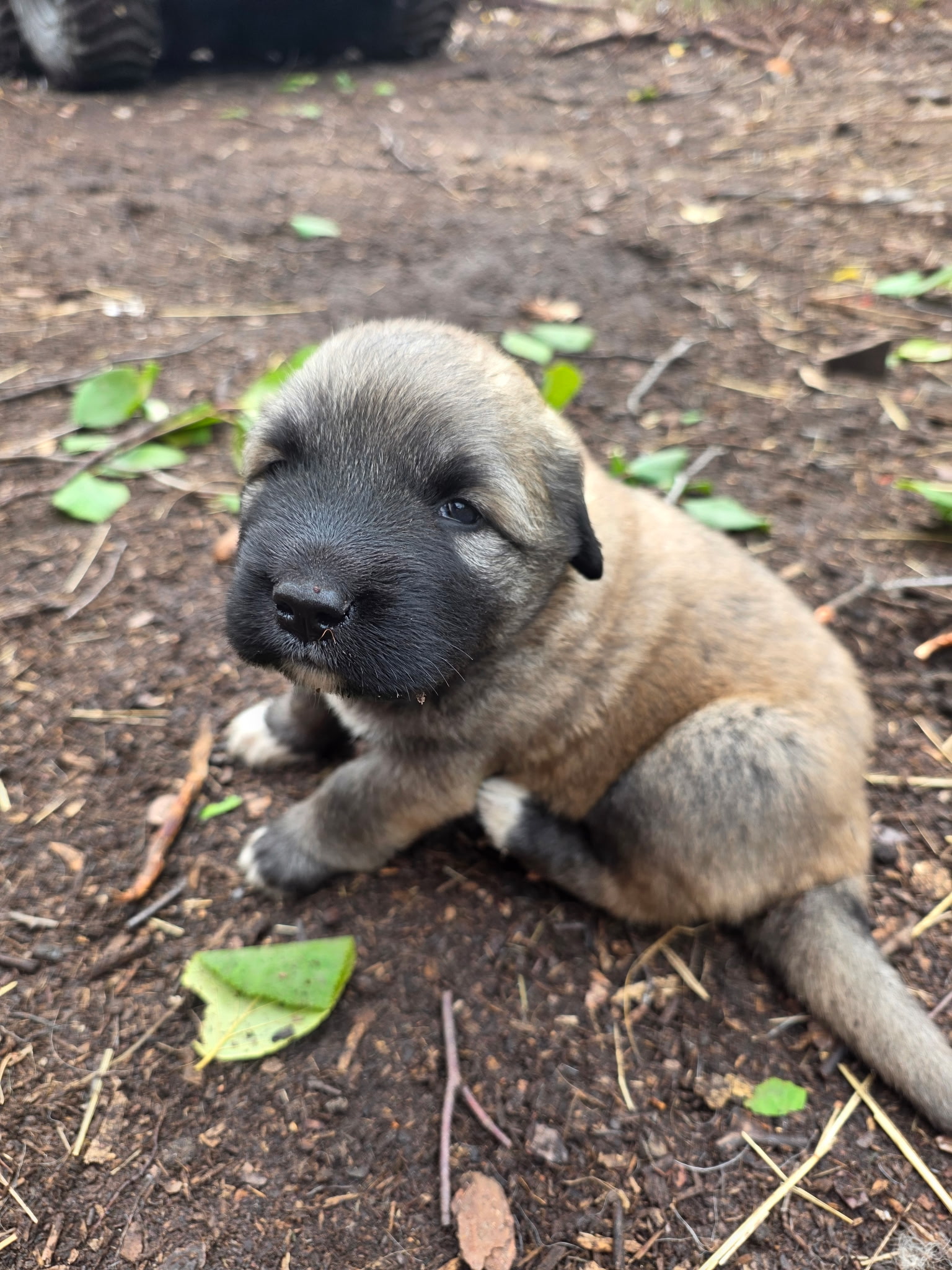 Puppy sitting and having a scratch