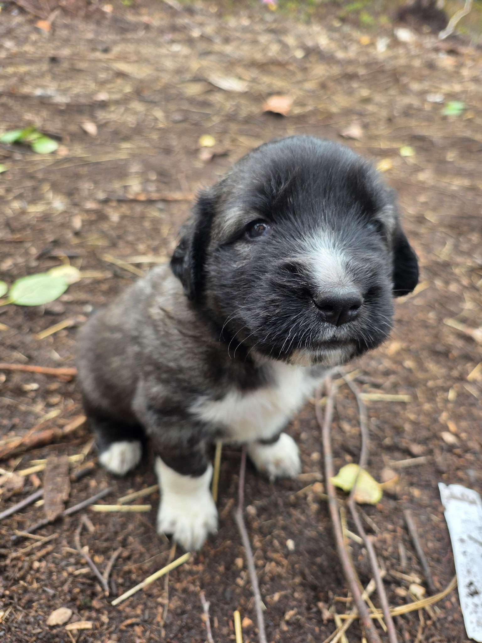 Close-up of a puppy's black-and-white face