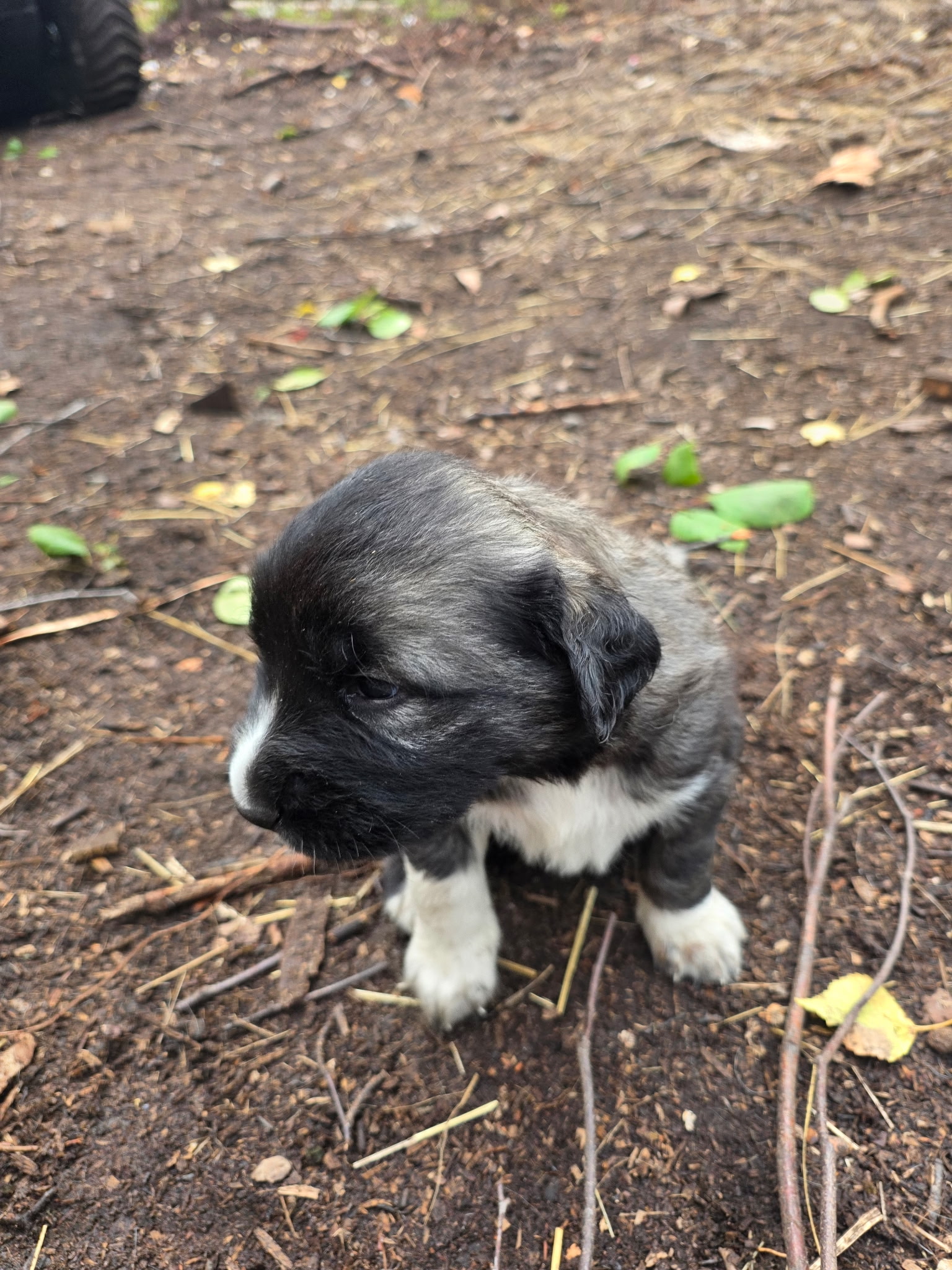 Puppy with a white blaze looking to the side