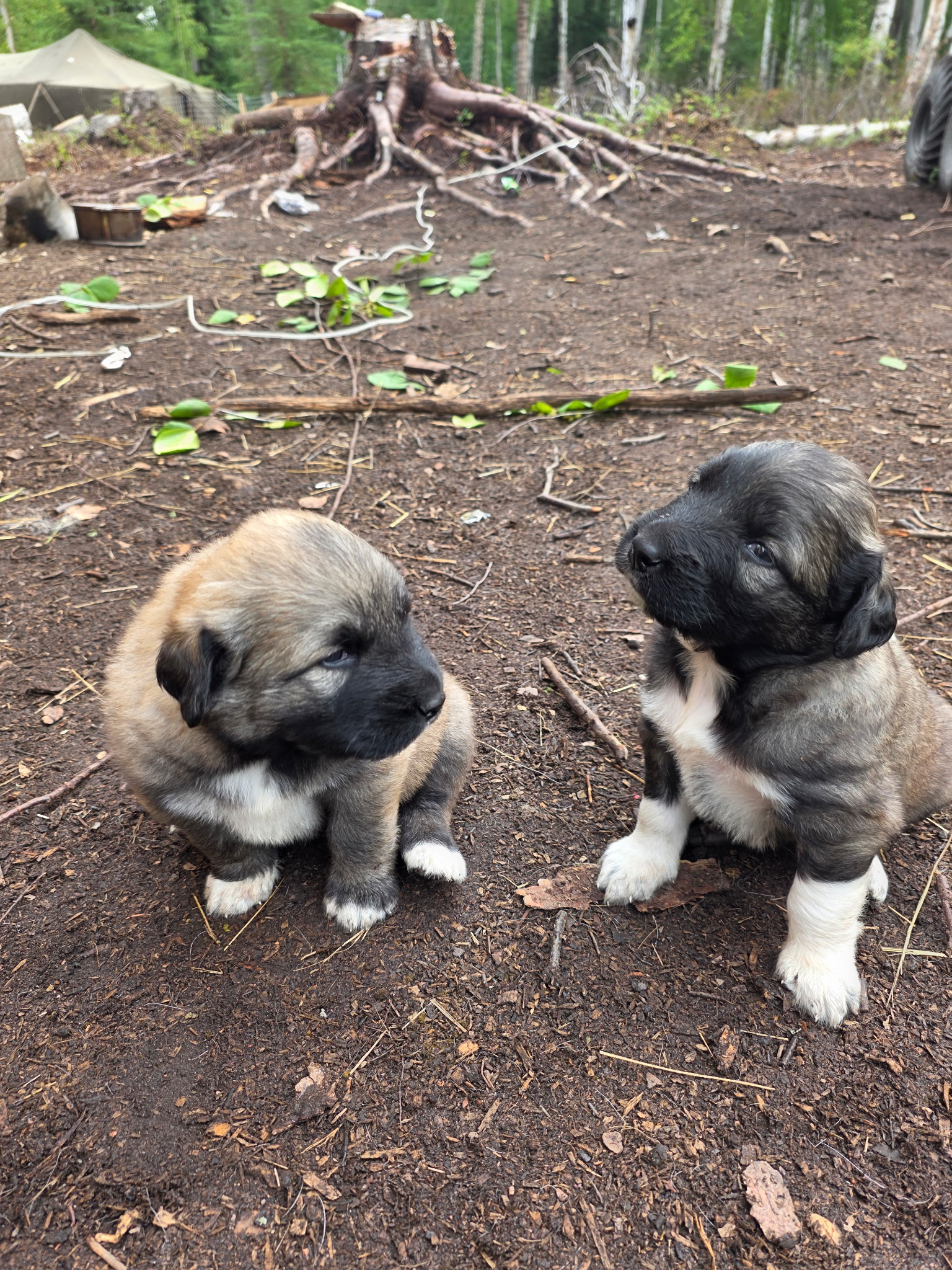 Two puppies sitting together in the birch forest