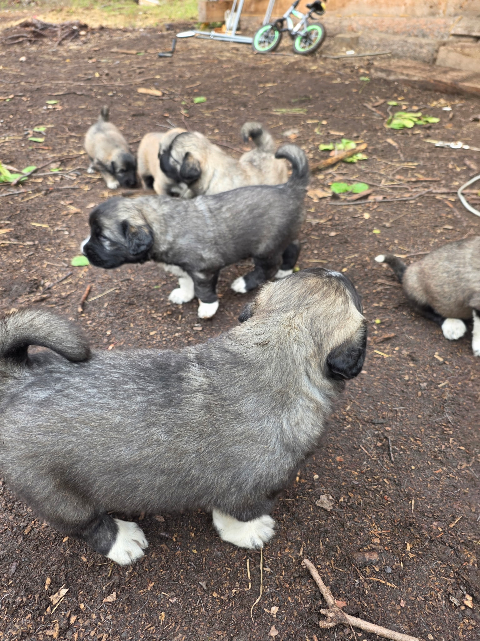 Puppies exploring near the yard