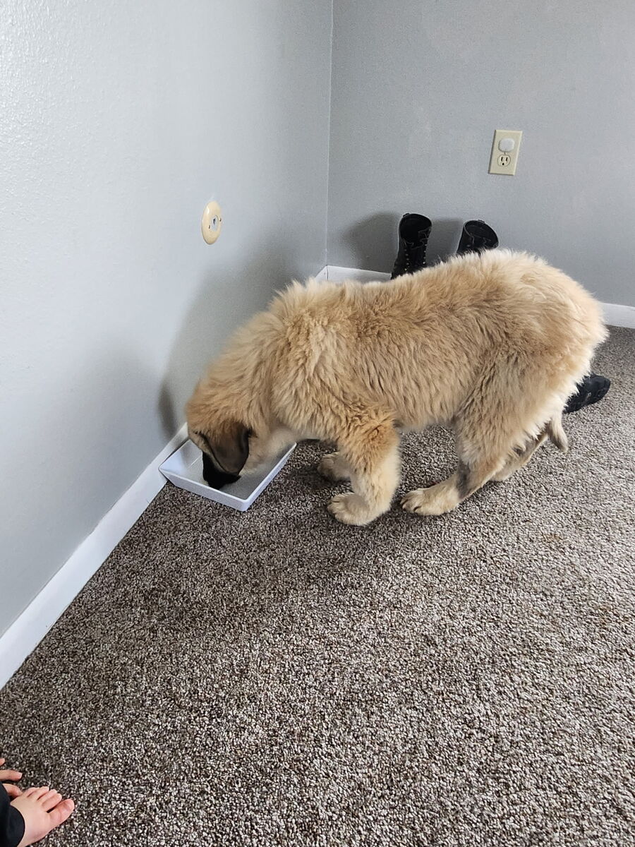 The mother as a puppy eating indoors