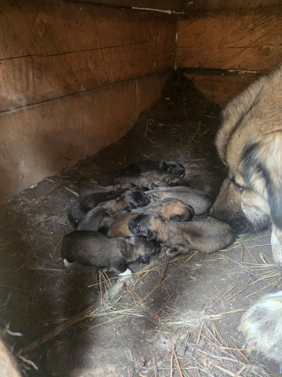 The mother nursing her August 2026 litter