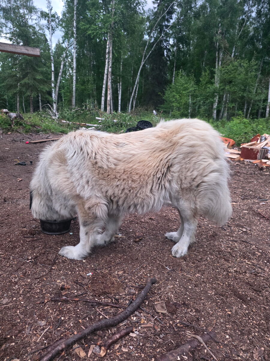 The mother as a mature adult on the property