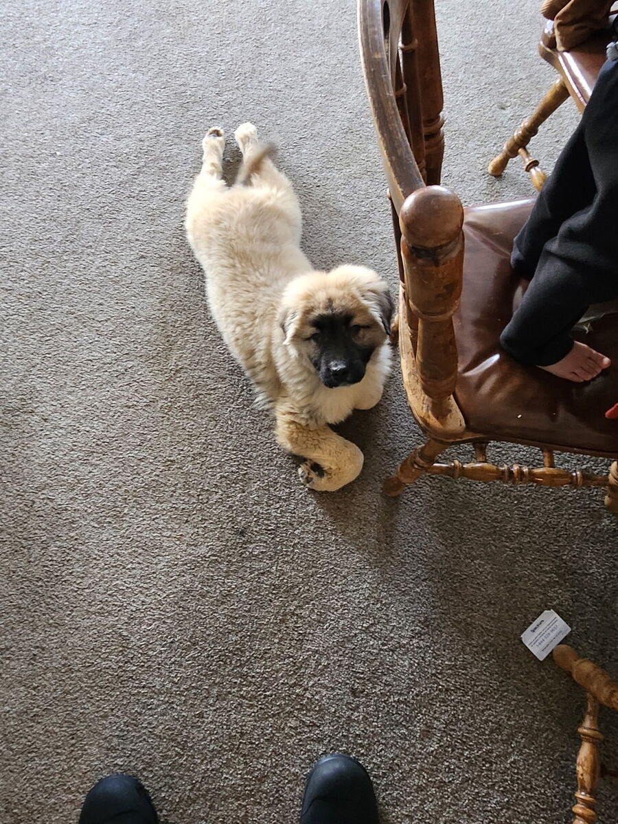 The mother as a small playful puppy indoors