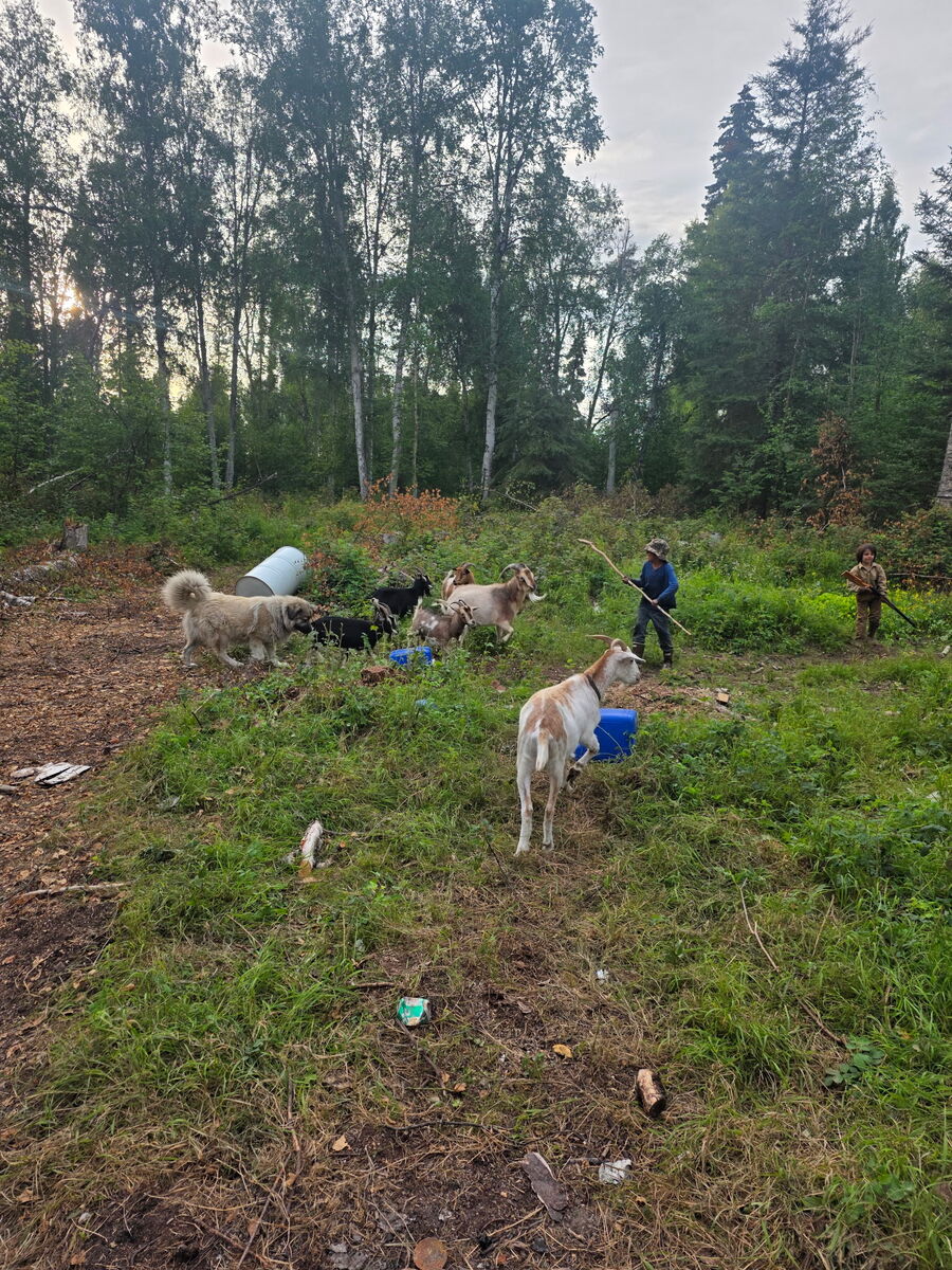 The mother watching over the goat herd