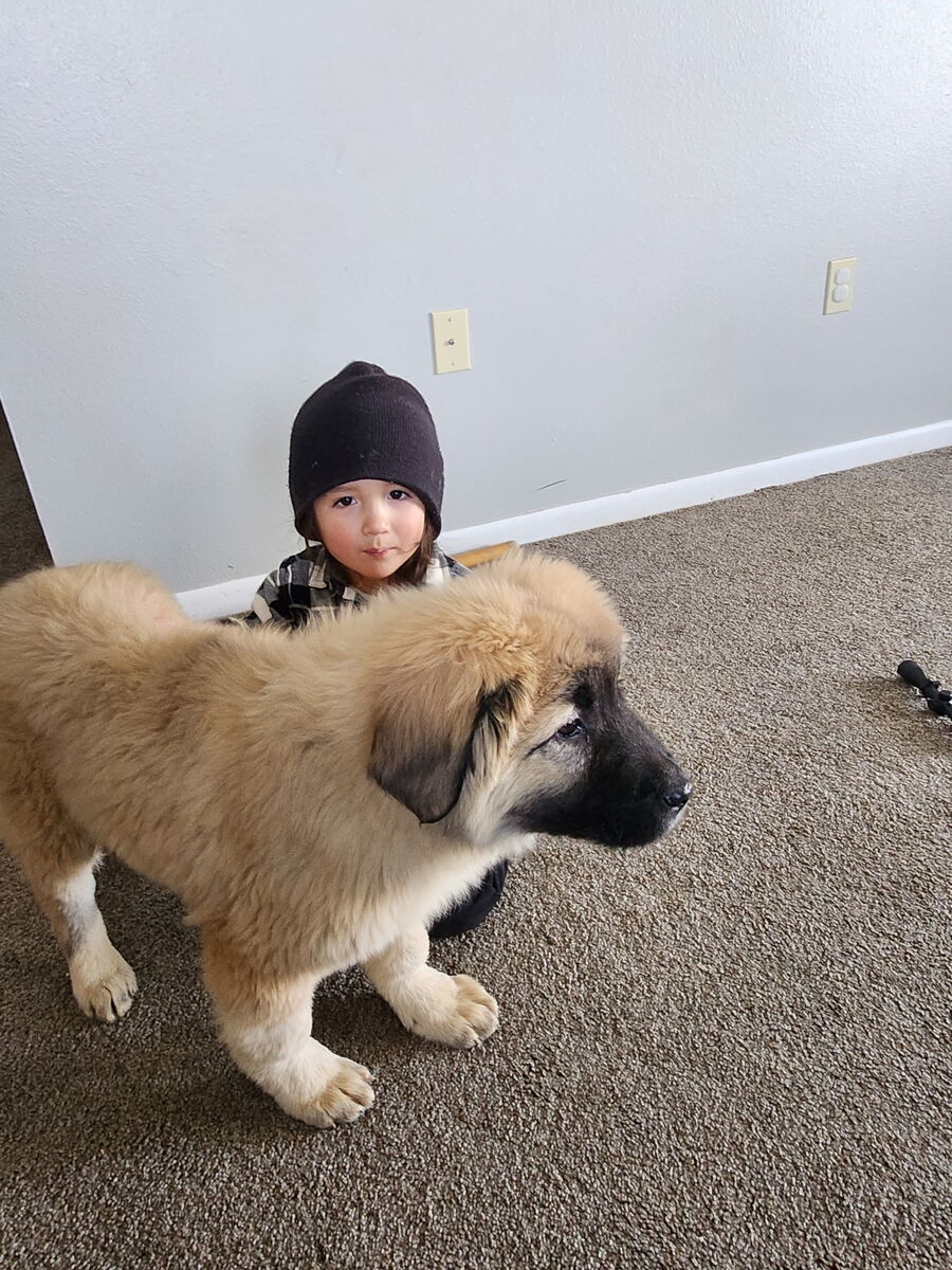 The mother as a larger fluffy puppy with a child indoors