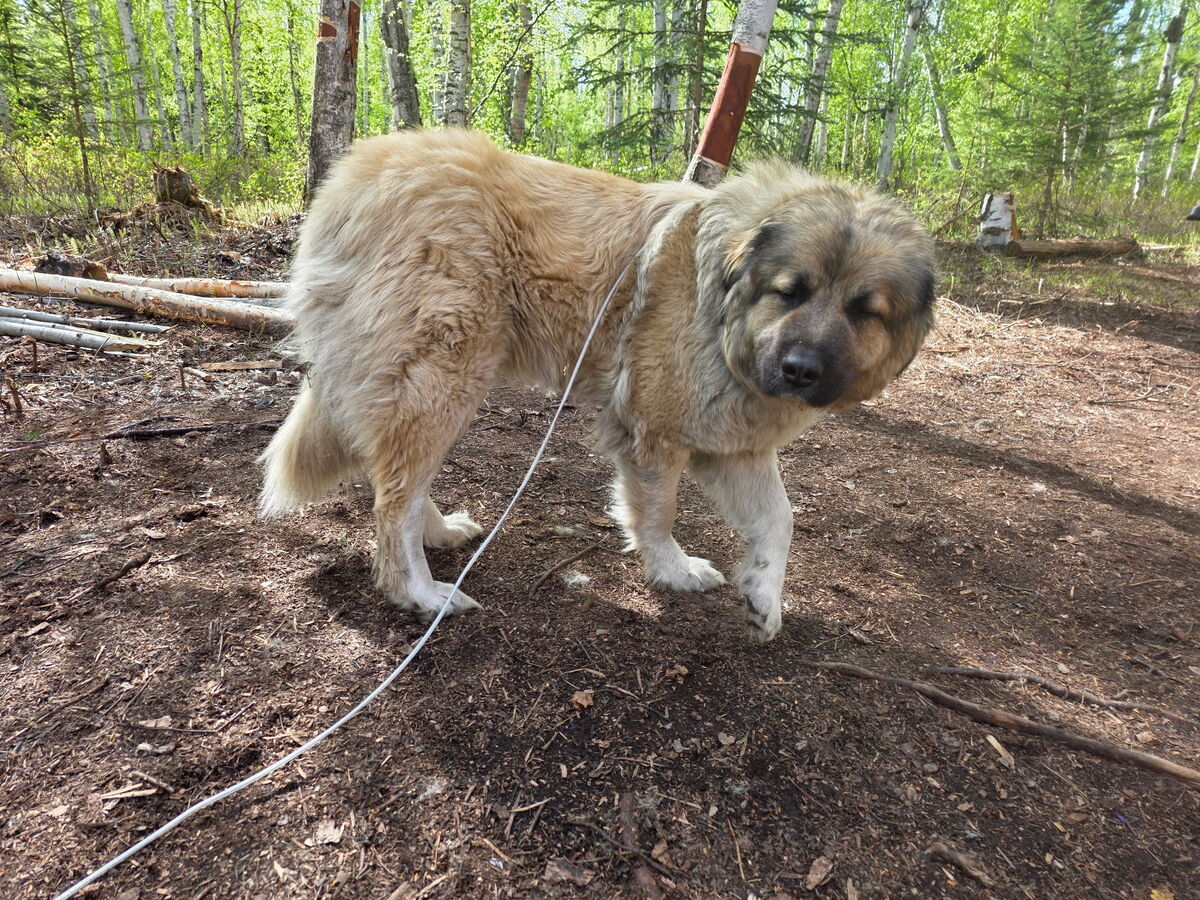 The mother as a young adult outdoors on lead