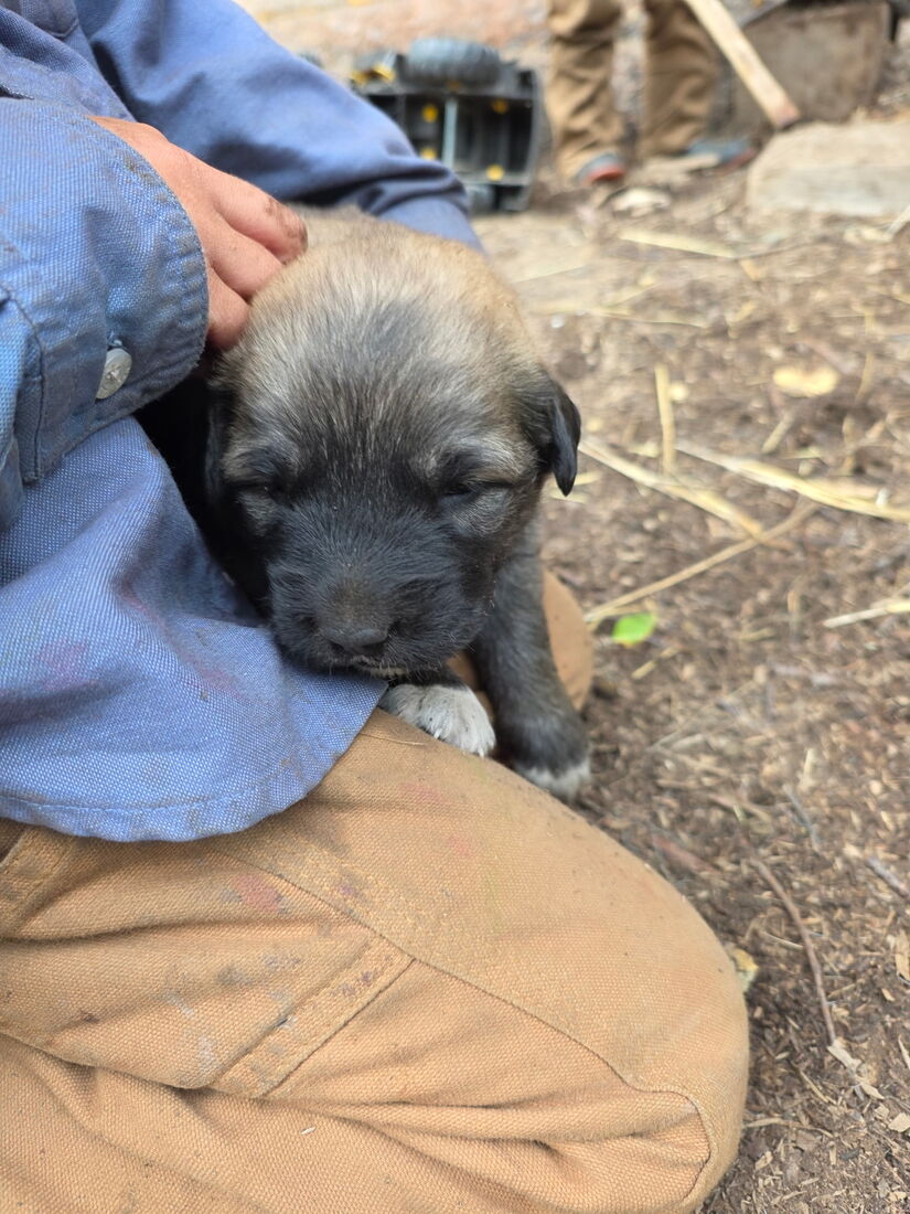 Two 20-day-old puppies from above