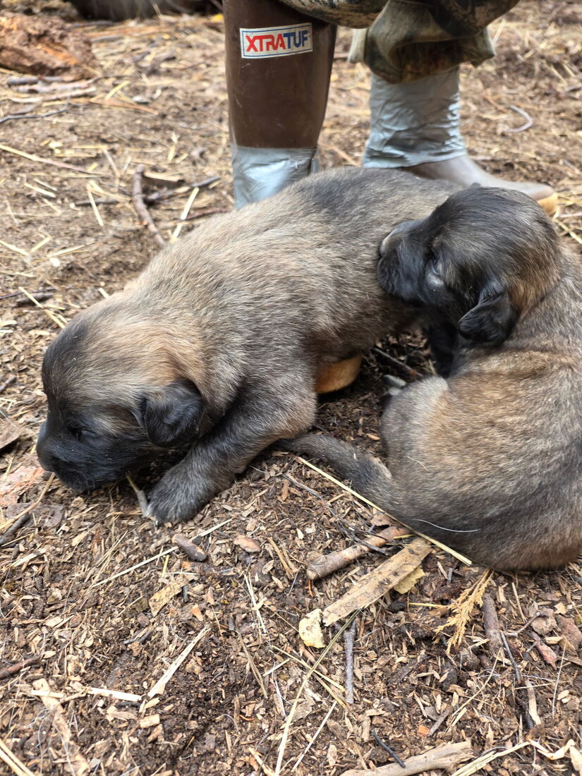 Sleepy puppy pile at 20 days old