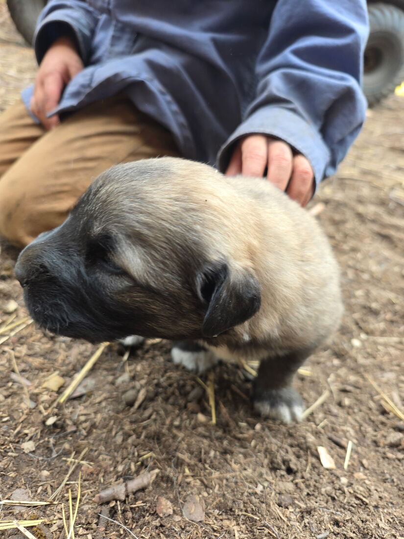 20-day-old puppy close-up on a lap