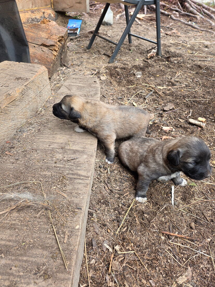 Two 20-day-old puppies snuggled together