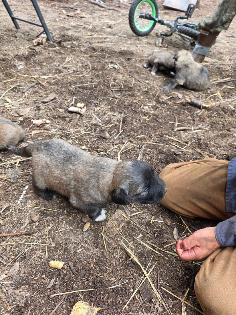 20-day-old puppy held between knees