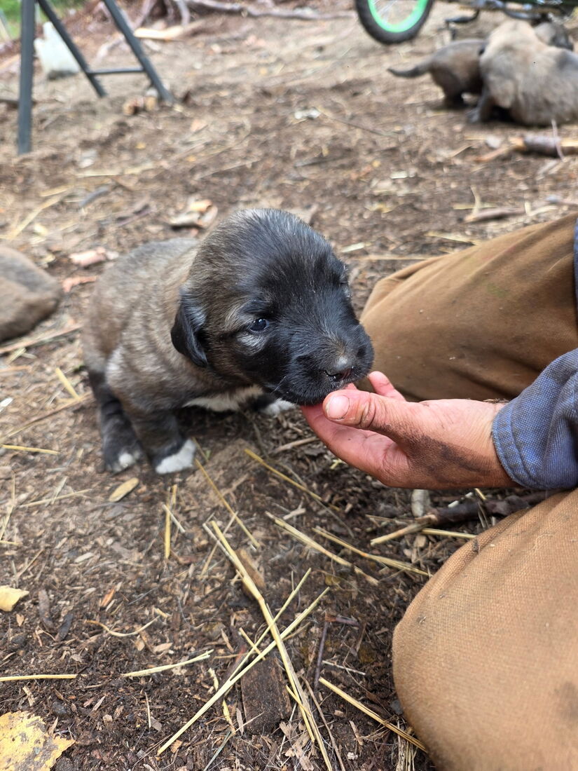 Two 20-day-old puppies exploring near a wood board