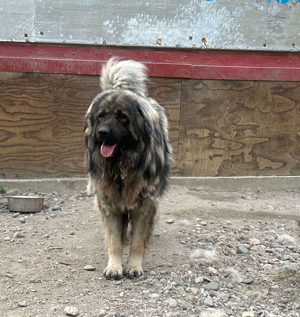 The father, an adult male Caucasian Shepherd, standing at attention